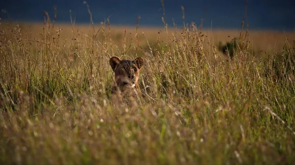 Dog Grass — Stock Photo, Image