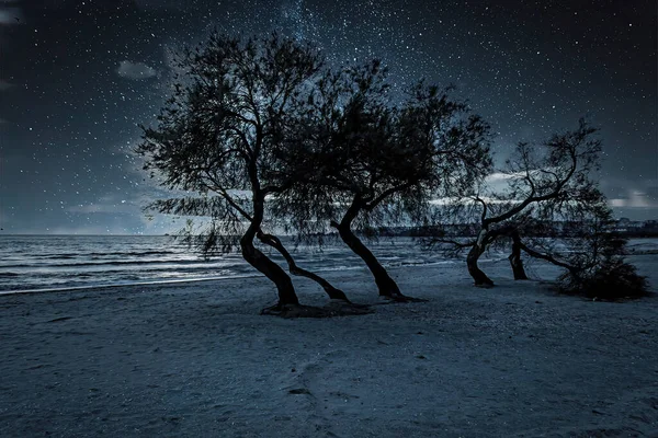 Krásná Noční Krajina Stromy Sněhem — Stock fotografie