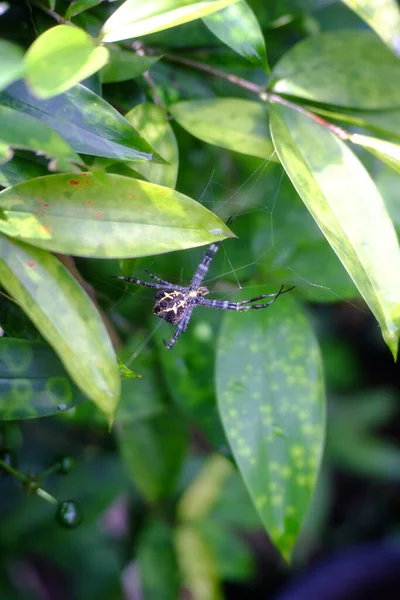 Foglie Verdi Flora Fauna — Foto Stock