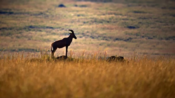 Veado Cauda Branca Buck Deserto Utah — Fotografia de Stock