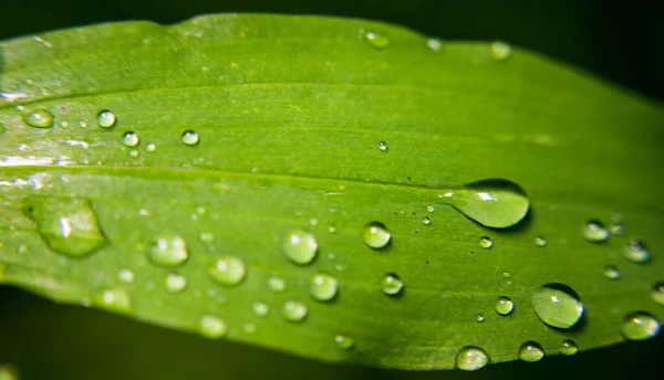 Зелений Лист Краплями Води Листі — стокове фото