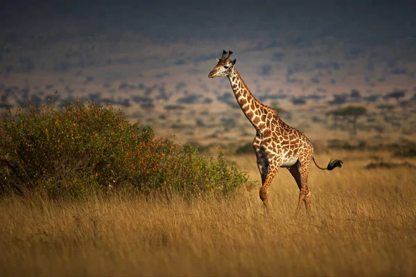 Girafe Dans Nature — Photo