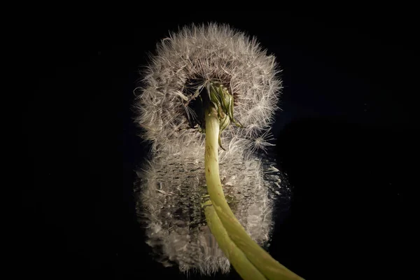 Vista Cerca Del Diente León Sobre Fondo Oscuro —  Fotos de Stock