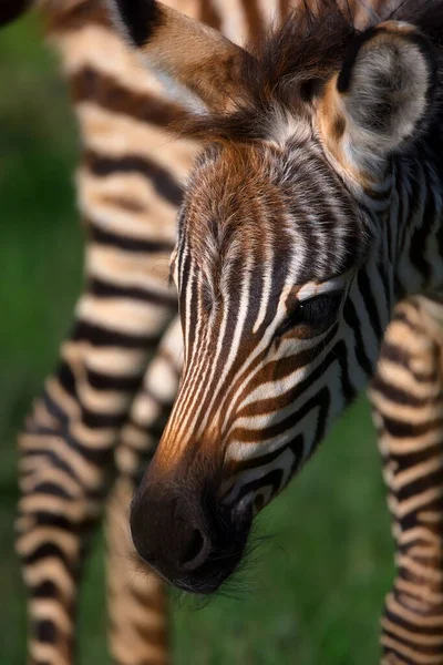 Zebra Állatkertben — Stock Fotó