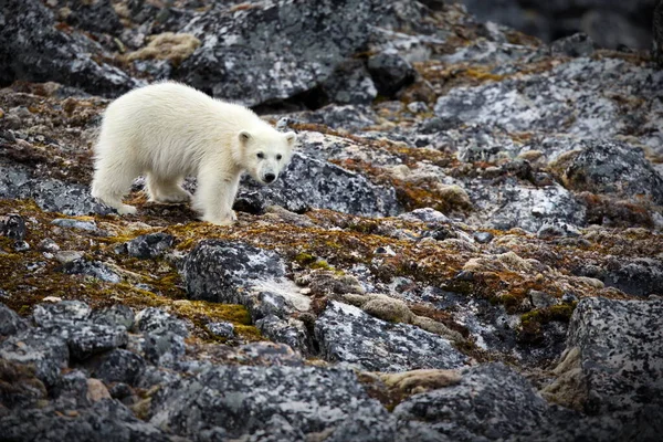 북극에서 북극곰 — 스톡 사진