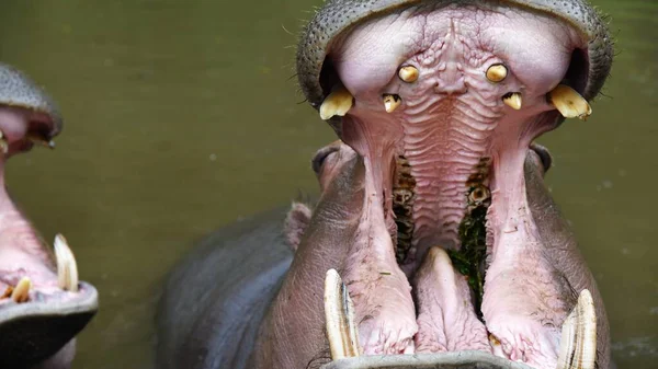 Gros Plan Hippopotame Mâle — Photo