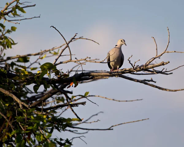 Oiseau Sur Une Branche Arbre Arrière Plan — Photo