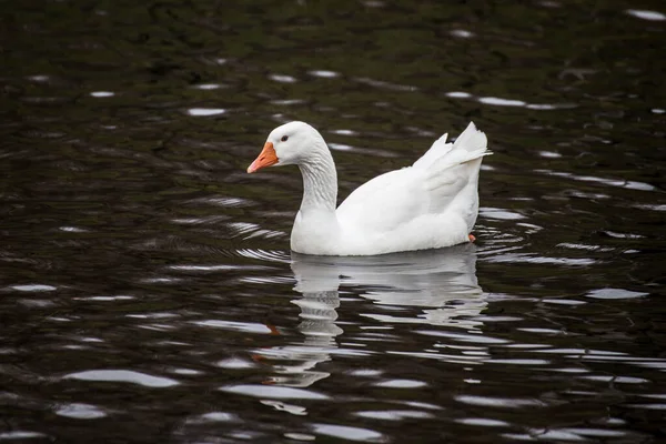 Cisne Blanco Nadando Lago — Foto de Stock