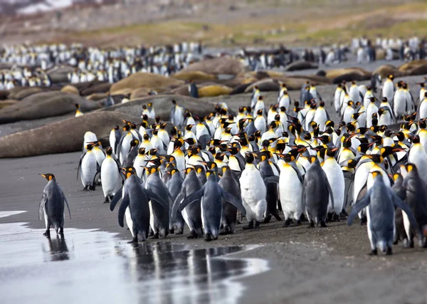 Gentoo Пингвины Море — стоковое фото