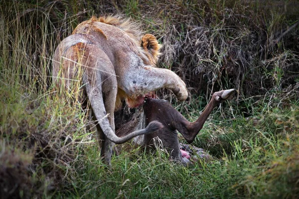 Nahaufnahme Eines Jungen Männlichen Löwen Der Auf Einem Felsen Sitzt — Stockfoto