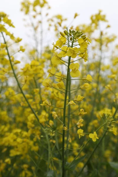 Fleurs Jaunes Dans Jardin — Photo