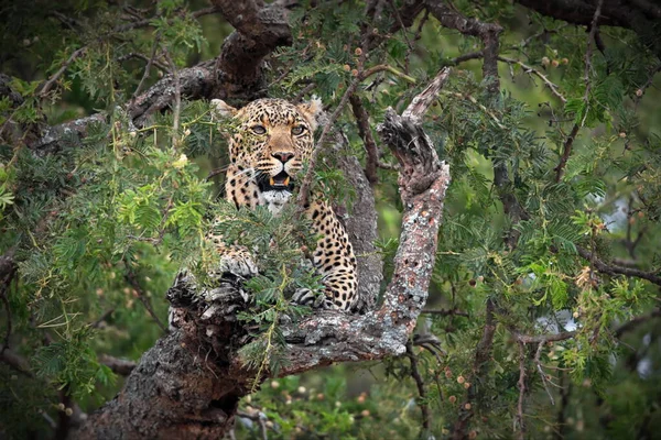 Leopardo Natura — Foto Stock