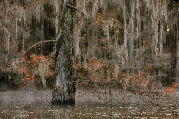 Bela Paisagem Com Árvores Água Floresta — Fotografia de Stock