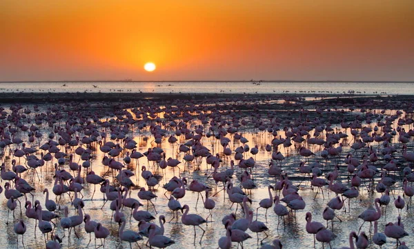 stock image seagulls on the beach at sunset