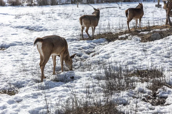 雪の中の野生の鹿 — ストック写真