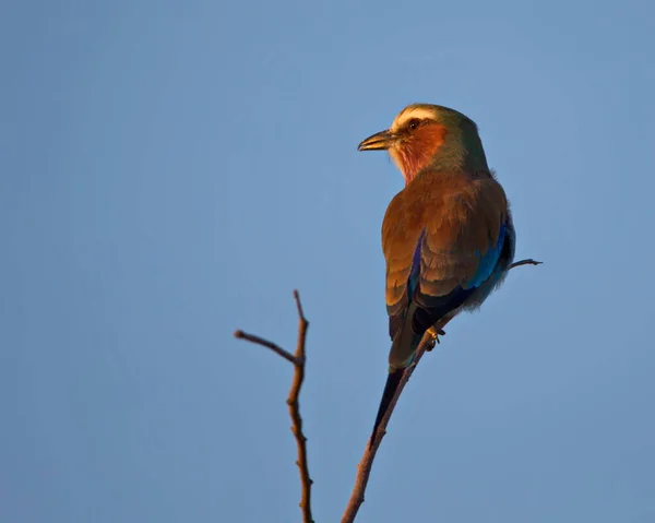 Piękny Ptak Tło Natury — Zdjęcie stockowe
