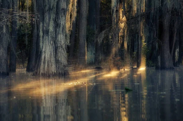 Schöne Landschaft Mit Bäumen Wasser Wald — Stockfoto