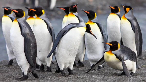 Pinguins Gentoo Mar — Fotografia de Stock