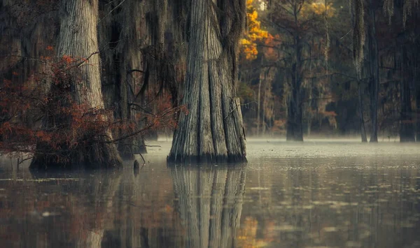 森の中の水の中に木がある美しい風景 — ストック写真