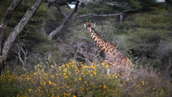 Une Girafe Dans Savane Kenya — Photo