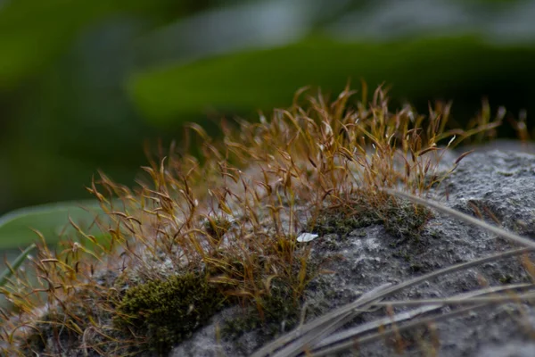 Gros Plan Une Mousse Verte — Photo