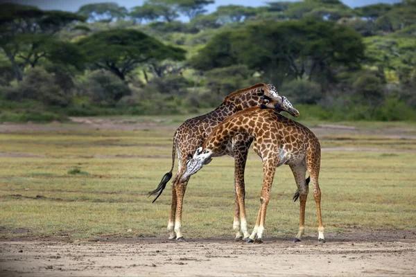 Kenya Savanasında Zürafa — Stok fotoğraf