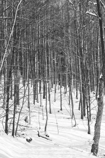 Winterwald Schneebedeckte Bäume — Stockfoto