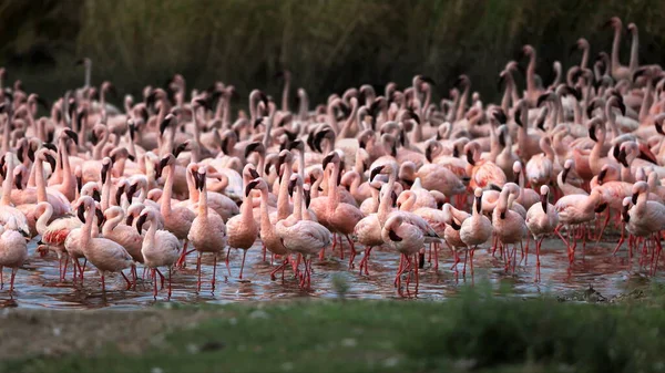 Розовые Фламинго Воде — стоковое фото