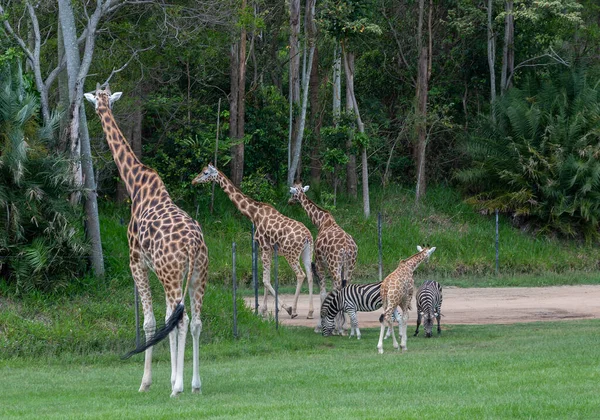 Girafas Zoológico — Fotografia de Stock