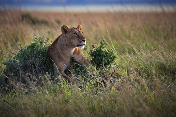 Kenya Savanındaki Aslan — Stok fotoğraf