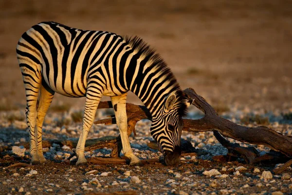 Zebra Sawannie — Zdjęcie stockowe