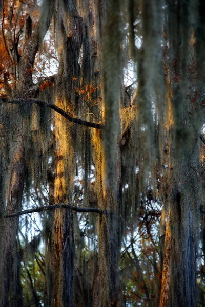 Krásná Krajina Stromy Vodě Lese — Stock fotografie