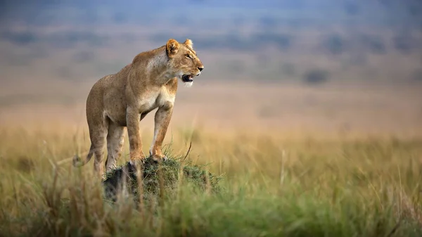 Lionne Dans Herbe Dans Parc National Chobe Afrique Sud — Photo