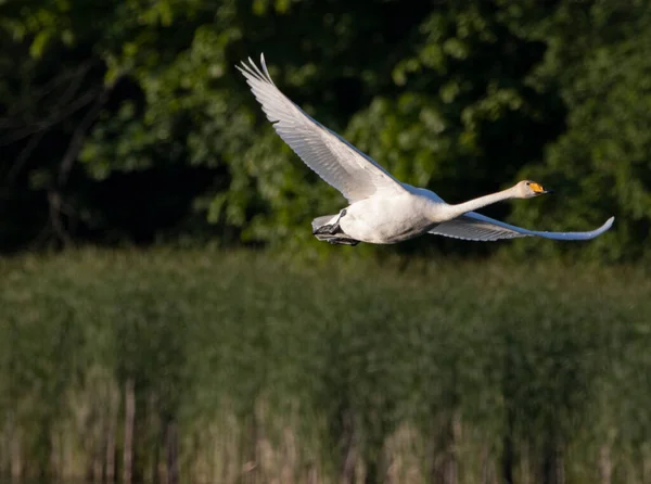 Cigüeña Blanca Volando Lago — Foto de Stock