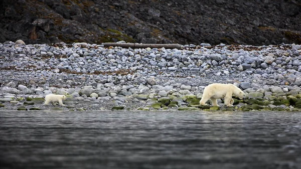 Weißer Eisbär Der Arktis — Stockfoto
