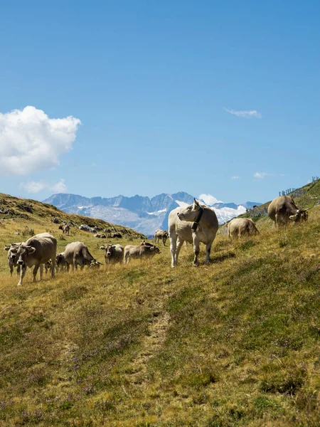 Kühe Weiden Den Bergen — Stockfoto