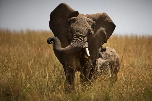 Afrikanischer Elefant Der Savanne Von Kenia — Stockfoto
