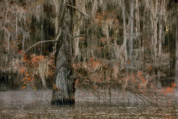 Beau Paysage Avec Des Arbres Dans Eau Dans Forêt — Photo