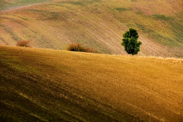 Повітряний Вид Поле Пшеничних Полів Вранці — стокове фото