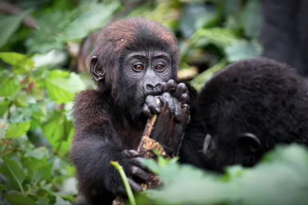 Schwarzer Gorilla Wald — Stockfoto