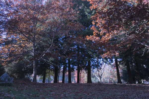 Herfst Landschap Met Bomen Bladeren — Stockfoto