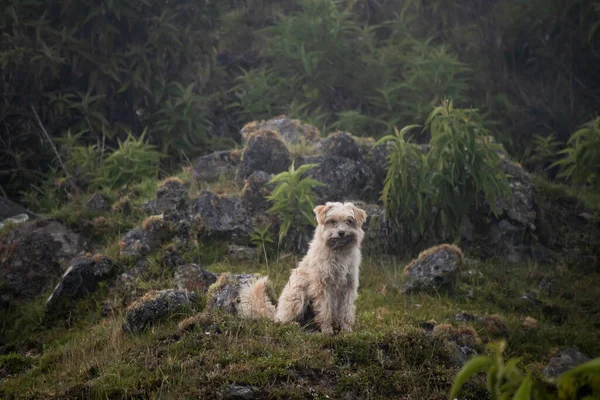 Primer Plano Lindo Perro Las Montañas —  Fotos de Stock