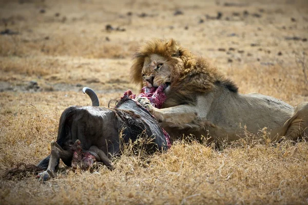 Leão Macho Savana África — Fotografia de Stock