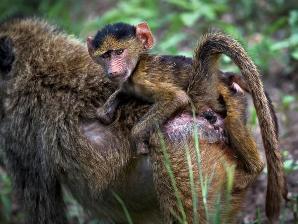 一只可爱的小猴子的特写镜头 — 图库照片