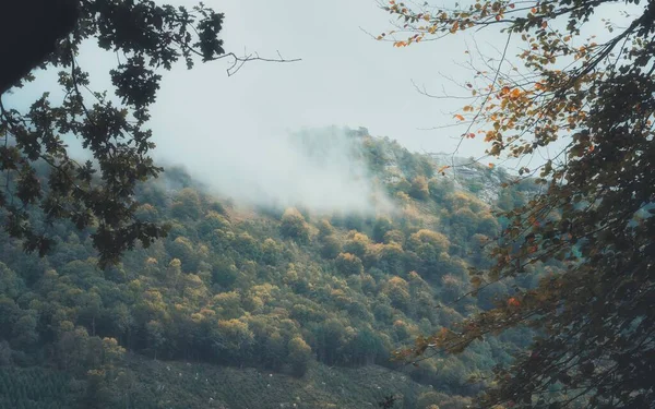 Krásná Krajina Stromem Lesem — Stock fotografie