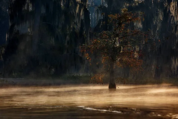 Beau Paysage Avec Des Arbres Dans Eau Dans Forêt — Photo