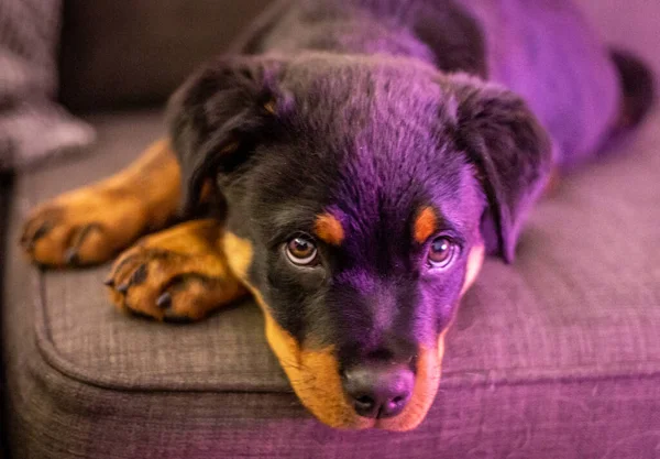 Bonito Cão Deitado Cama — Fotografia de Stock