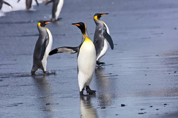 เพนกว Gentoo บนชายหาด — ภาพถ่ายสต็อก