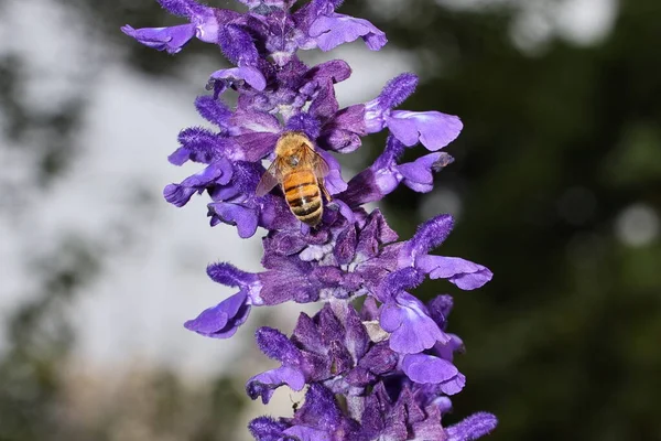 Zbliżenie Ujęcia Pszczoły Purpurowym Kwiatku — Zdjęcie stockowe