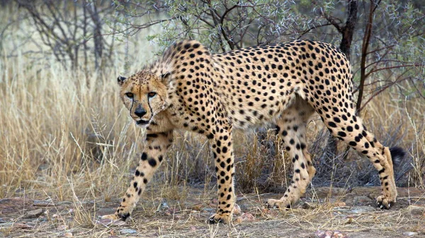 Gepard Sawannie Kenii — Zdjęcie stockowe